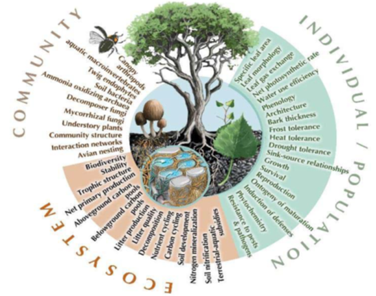 nau-cottonwood-ecology-group